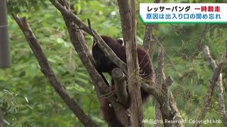 レッサーパンダが展示場から逃げ出す　捕獲した職員が軽いけが　仙台市八木山動物公園