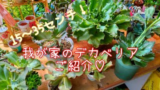 【多肉】我が家のデカベリアご紹介♡15〜35センチまで😆