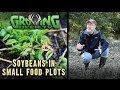 The Best Food Plot Strategies: Learning From Experience (#288) @GrowingDeer.tv