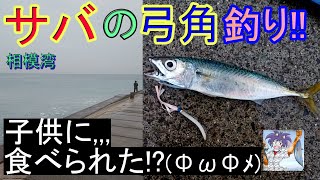 相模湾の弓角釣行！サバがHITしました！！、自作の弓角と自作のフローティングトレーラーで。飼い猫様に焼きサバをあげる筈が…(ΦωΦﾒ)。2020,10月上旬in相模湾