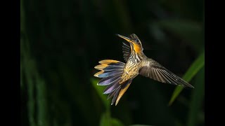 Saw-billed Hermit - one the heaviest of the Hummingbirds!