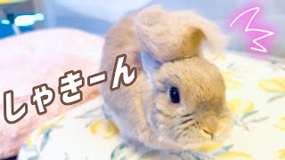 【換毛期】うさぎのきなこはリーゼントでも可愛すぎた！すぽ毛も抜くよw134話