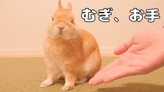 ウサギに「お手」をしてみたらお手以上の可愛い表現をしてくれました【No.706】