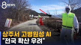 상주서 고병원성 AI…닭 · 메추리 56만 마리 살처분 / SBS