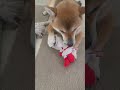 食いしん坊すぎる 可愛い かわいい 柴犬 siba しばいぬ dog shorts