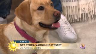 Så gick det för Lilla Nymo i stora vårdhundstestet - Nyhetsmorgon (TV4)