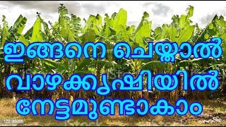 വാഴക്കൃഷി ലാഭകരമാക്കാൻ ഇങ്ങനെ ചെയ്തു നോക്കൂ.....