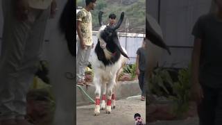 world Biggest and beautiful goat #bakr #goat #love #bakramand #animals #bakraeidlover #funny #pets