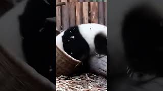 Daily fighting for Hehua and Heye #panda #pandalife #cute #pandalove #animals