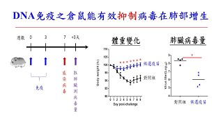 記者會實錄：國衛院DNA疫苗經動物試驗證明具保護效果