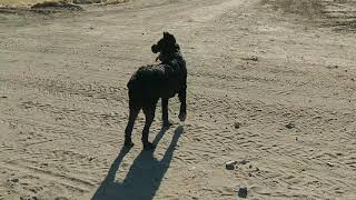 Giant Schnauzer VS Coyote