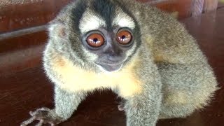 NIGHT MONKEY