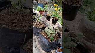 My terrace garden #flowers #gardening