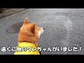 雨の日の散歩は「カッパを着るから嫌いだ」と言う柴犬　 shiba inu hates walking on a rainy day because he wears a raincoat