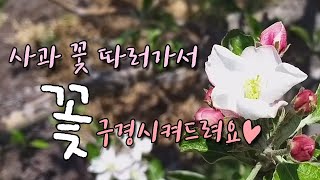 사과 꽃 따러 가는 길, 같이 꽃구경해요~ | 현자유투