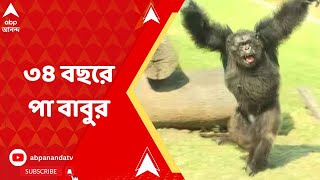 Alipur Zoo: ৩৪ বছরে পা বাবুর, কেক কেটে এলাহি আয়োজন। Bangla News