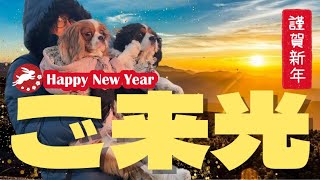 【2023元旦】今年も我が家の食いしん坊クロエと桜子を宜しくお願い致します♡