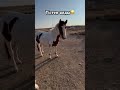 Екі жетім құлын😍☺️ horse horseindustry