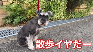 【散歩嫌いな犬】風が吹くとおすわりするルカ！ミニチュアシュナウザー