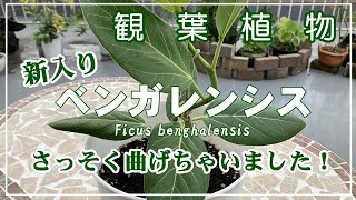 【観葉植物】フィカス・ベンガレンシス／幹が若いうちに曲げちゃいます！