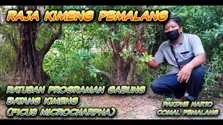 PROGRAM GABUNGAN FICUS KIMENG FICUS MICROCHARPHA (PAKDHE NARTO COMAL)