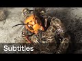 Giant hornet vs Japanese honeybees. Hot defensive bee ball.  (with subtitles)