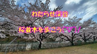 わたらせ渓谷鉄道水沼駅で桜並木を歩こう