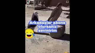 atmaca'ya eş tutan güvercin (delirmiş olmalı  )