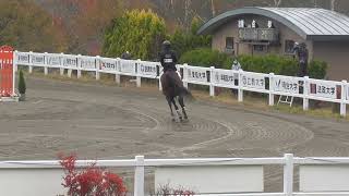 第71回全日本学生賞典障害馬術競技大会　第二回走行　リバーソウル　松岡翼