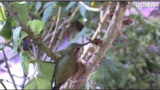 Hummingbird Phoebe building a nest