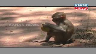 Bipadara Bandhu: Monkeys In Chandikhol's Chandi Temple Are Provided Food