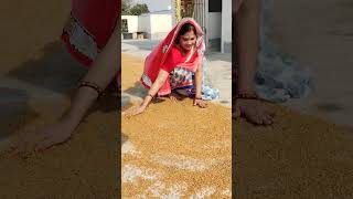 अगर आसमान तक! 🌾🌻#surya#Dhup#wheat#food#wheatdrying#trending#song