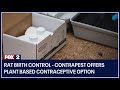 Rat birth control - Contrapest offers plant based contraceptive option