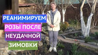 КАК СПАСТИ РОЗЫ ПОСЛЕ НЕУДАЧНОЙ ЗИМОВКИ! ЭТО ВОЗМОЖНО!