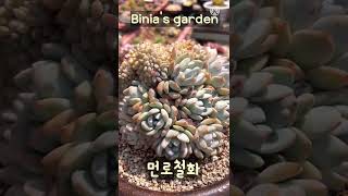 #비니아 #먼로 #먼로철화 #라우린제 #라우린제철화 #성영 #성영철화 #succulents #다육식물