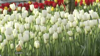 Tulip festival creates jobs in Turkey