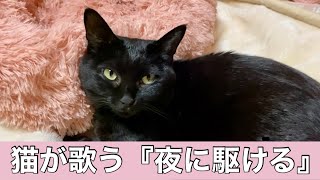 【夜に駆ける】黒猫が歌ってみた～YOASOBI【おしゃべりペット】　＃176　しえるねこ・猫動画　面白い黒猫