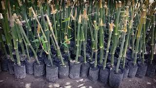 Sweat bamboo for plant