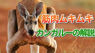 筋肉ムキムキな動物 カンガルーの解説