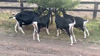 British Alpine dairy goats