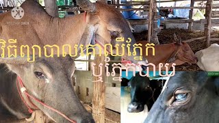 ការព្យាបាលគោឈឺភ្នែករឺគោភ្នែកបាយ