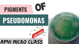 Green PIGMENT of pseudomonas | Pyoverdin pigment | Pseudomonas Culture