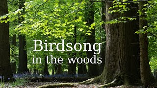 Birdsong in the woods - one hour of birdsong in a bluebell wood