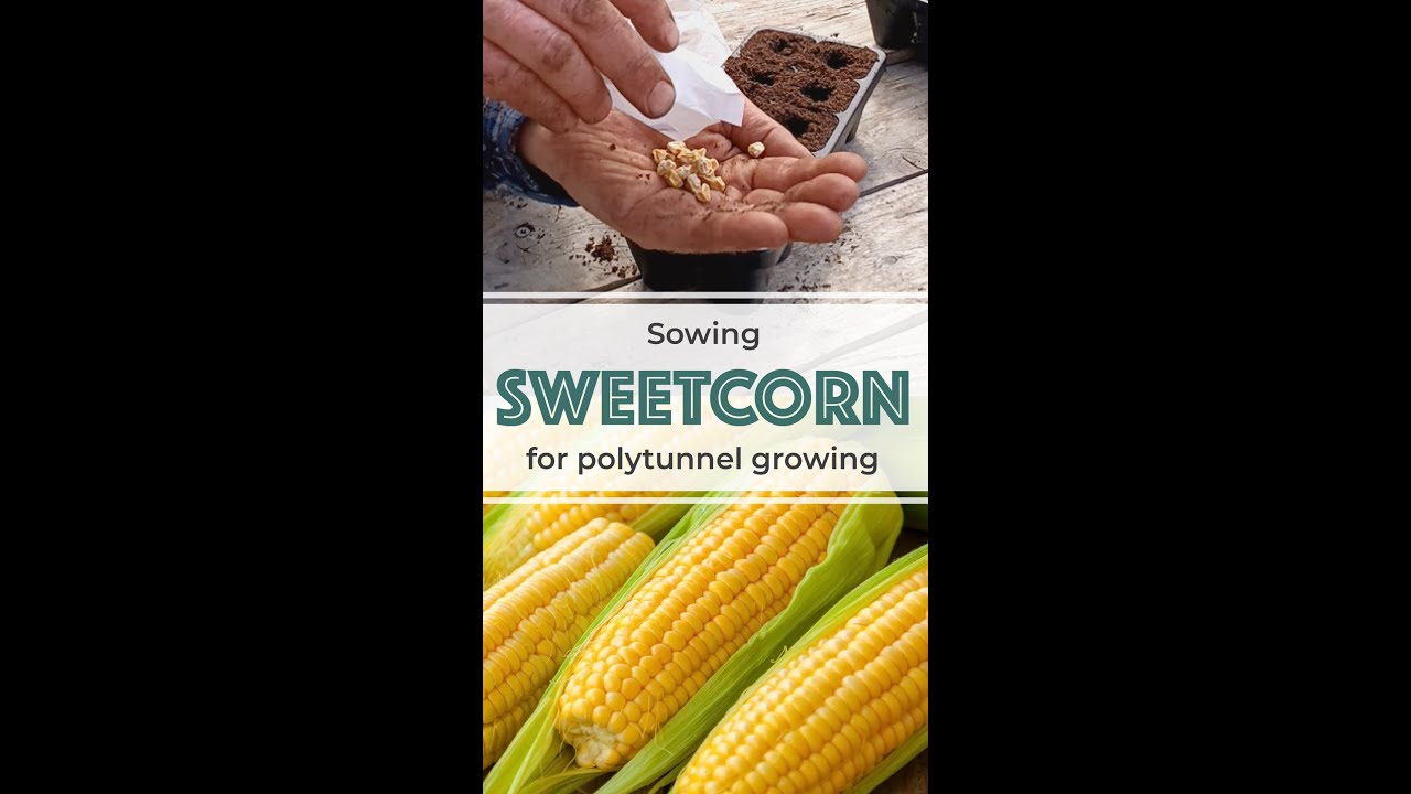 Sowing Sweetcorn For Polytunnel Growing Youtube