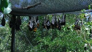 Australia 61 - Flying Foxes