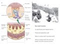 Virology 2013 Lecture #12 - Infection Basics