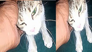 my cat every day enjoy my hand (episode 1)/stray cats \u0026 kittens