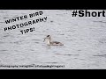 Winter Bird Photography Tips | #shorts #photography