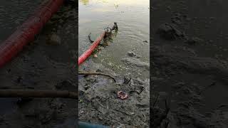 মাঠ পাম্প দিয়ে পুকুর সেচ দেওয়ার দৃর্শ্য #fishing #reelsvideo #shortsfeed #trendingshorts