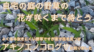 神奈川県・厚木市・愛川町・鳶尾山・自宅の庭の野草・雑草を観察するので抜かずに花が咲くのを待っています